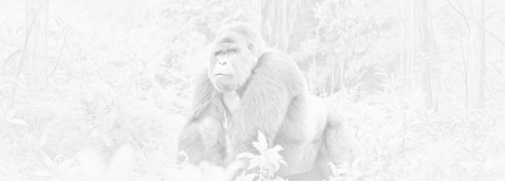 สาธารณรัฐประชาธิปไตยคองโก การยื่นขอวีซ่าและเอกสารที่ต้องการ